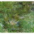 thumbnail image 3 of Van Gogh, Vincent 21x20 Black Modern Framed Museum Art Print Titled - Clumps Of Grass 1889, 3 of 5