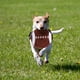 thumbnail image 2 of KAKOWELY 1 disco volador de peluche con forma de rugby, juguete interactivo para lanzar perros, juguete de entrenamiento para mascotas., 2 of 4