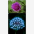 thumbnail image 2 of facefd Close-up Filter Kit +1 +2 +4 +10 Lens Set for Digital Cameras 52mm, 2 of 9
