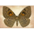 thumbnail image 2 of Reynolds, Richard 18x13 Gold Ornate Wood Framed with Double Matting Museum Art Print Titled - Owlet Moth, 2 of 4