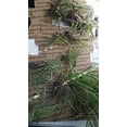thumbnail image 1 of Lot de 40 Plantes d'Araignée Bébé Panachées Rayures Blanches au Centre, 1 of 2