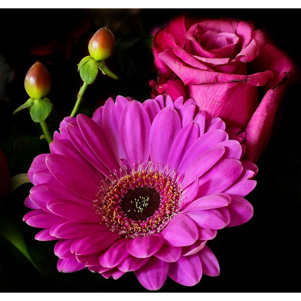 Framed Art For Your Wall Plant Blossom Flower Gerbera Bloom Rose Pink 10x13 Frame Walmart Com Walmart Com