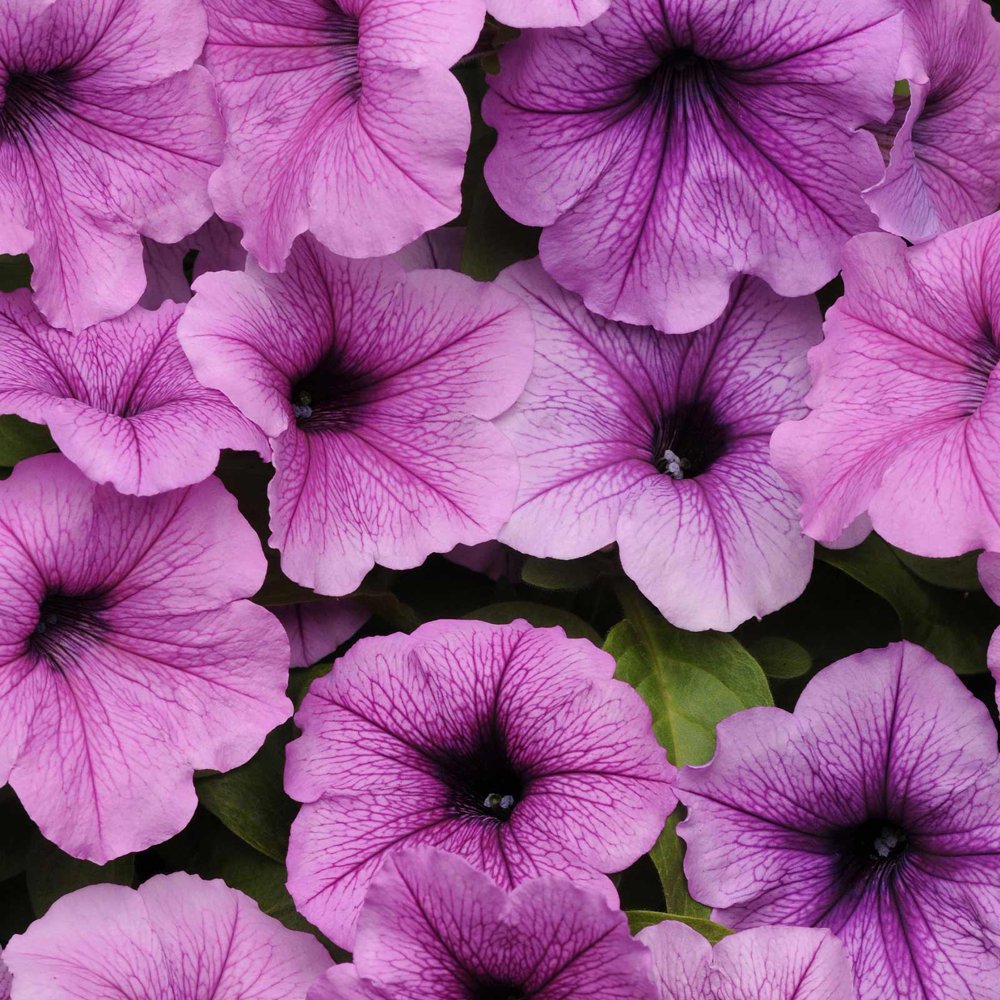 Petunia Easy Wave Flower Garden Seed 100 Pelleted Seeds Plum Vein
