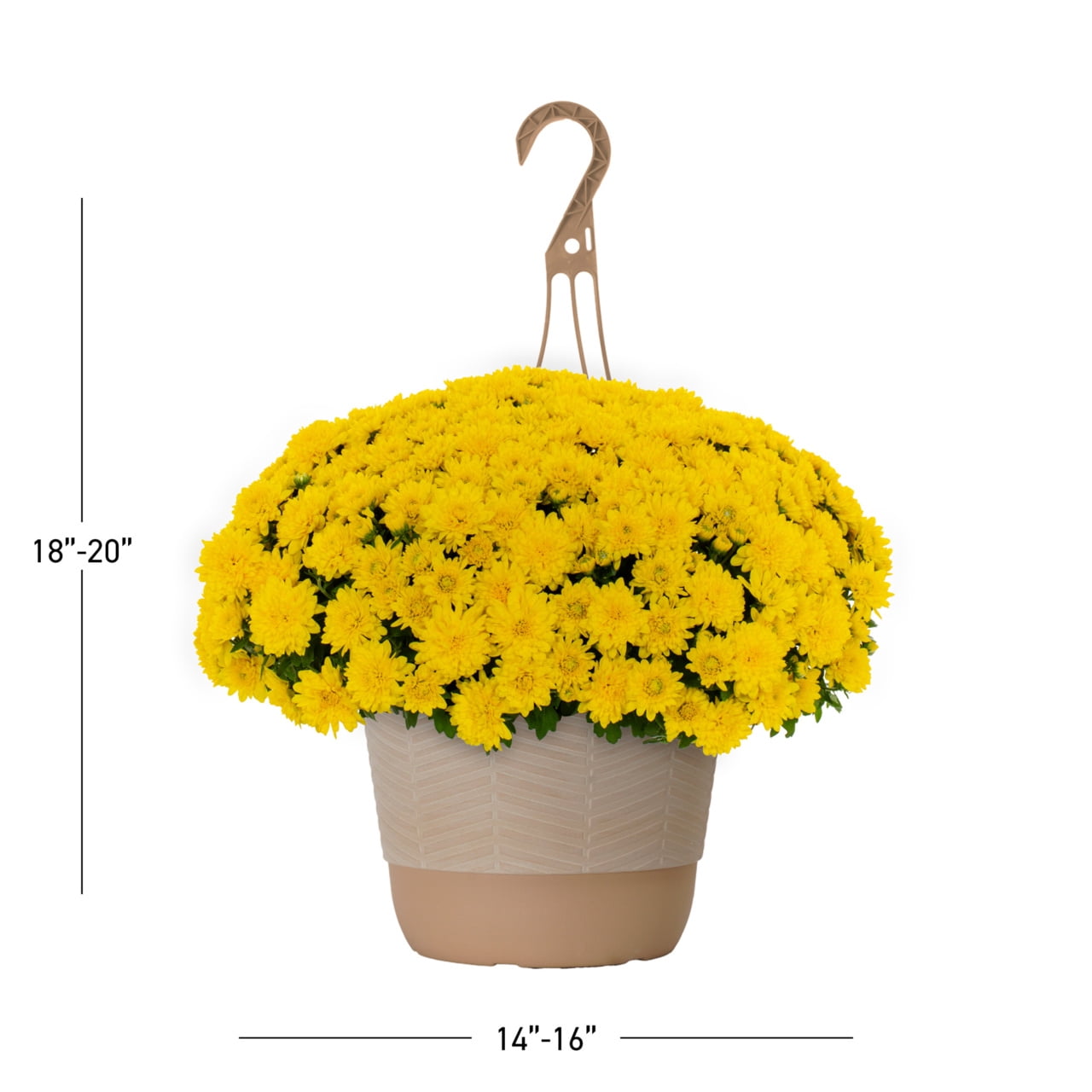 Better Homes & Gardens 1.5gal Yellow Mum Live Annual Plant Hanging Basket Sun