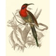 thumbnail image 2 of Jardine, Sir William 20x24 Black Ornate Wood Framed with Double Matting Museum Art Print Titled - Jardine Hummingbird VI, 2 of 4
