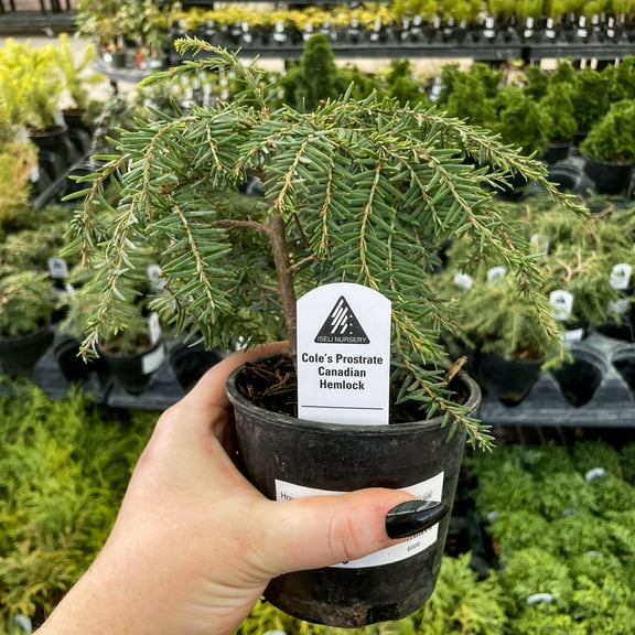 Cole's Prostrate Canadian Hemlock - Live Bonsai Starter Plant - 4" Growers Pot