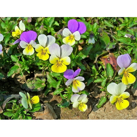 50 Light JOHNNY JUMP UP Viola Tricolor Violet Flower Seeds