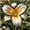 B, variant on Daylily Bulbs, Mixed Hemerocallis Bare Root Plants, Perennial Flower Roots for Garden Beds, Borders, Patio Containers