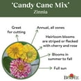 thumbnail image 5 of Burpee Candy Cane Mix Zinnia Annual Flower Seeds, 1-Pack, Full Sun, 5 of 6