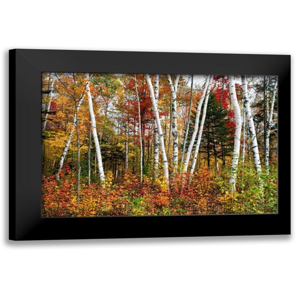 Malvin, Larry 14x11 Black Modern Framed Museum Art Print Titled - Vermont Birches