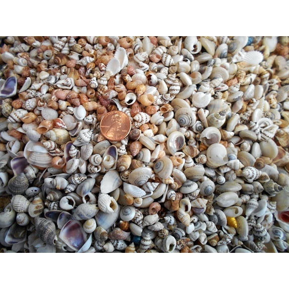 1lb Tiny  Shell Mix Seashells 1/4" - 1/2" Craft Mini Shells Candle Making Beach Crafts Nautical