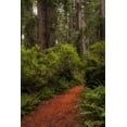 thumbnail image 2 of Head, Danny 13x18 White Modern Wood Framed Museum Art Print Titled - Forest Path III, 2 of 4