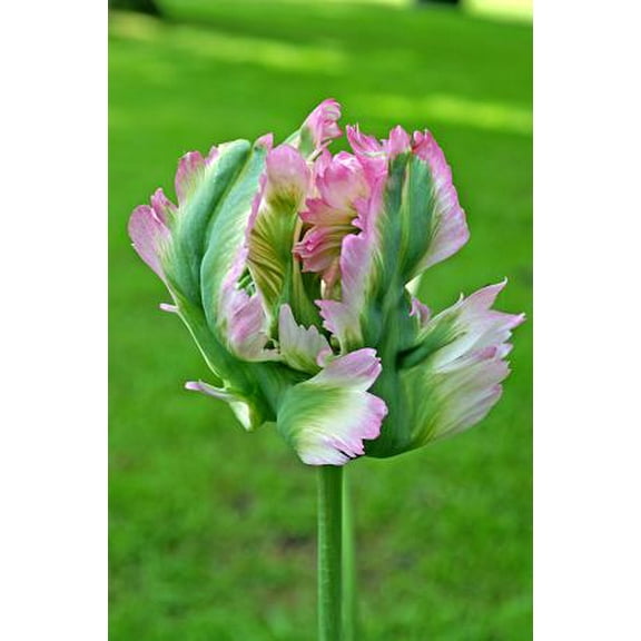 Green Wave Parrot Tulip 5 Bulbs - Exotic - Vibrant Pink - 12/  cm Bulbs