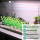 thumbnail image 3 of Planta de acuario, decoración de plantas de pecera artificial de plástico, juego de 10 piezas, 3 of 5