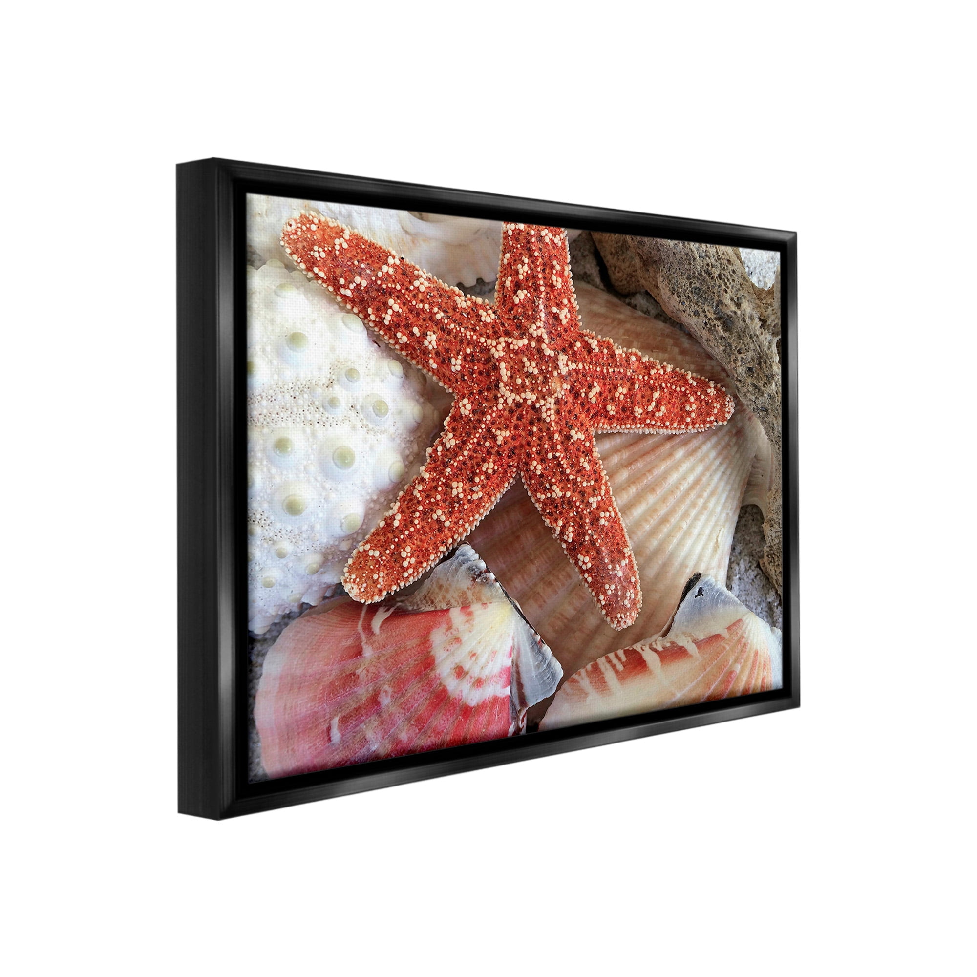 Stupell Industries Various Seashells Ashore Animals & Insects Photography Black Floater Framed Canvas Art Print Wall Art, 31 x 25
