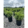 thumbnail image 5 of Expert Gardener 2.25 gal Boxwood Green Gem Live Shrubs, 5 of 8