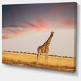 thumbnail image 2 of Single Giraffe in Savannah - African Canvas Art Print, 2 of 3