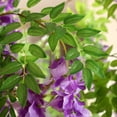 thumbnail image 3 of 8ft Artificial Flower Tree with 18 inch White Planter, Tall Fake Matthiola incana Trees for Indoor, Faux Tree with Matthiola incana, Large Flower Plants for Home Decor, 3 of 8