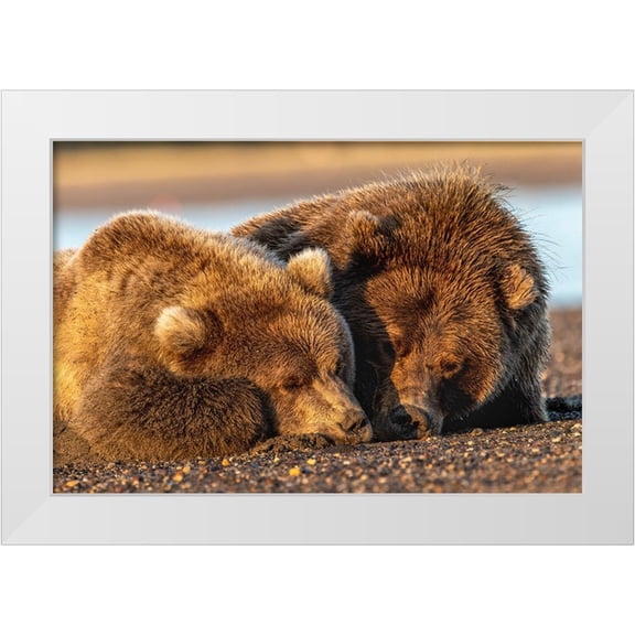Jones, Adam 14x11 White Modern Wood Framed Museum Art Print Titled - Adult female grizzly bear and cub sleeping on beach at sunrise-Lake Clark National Park and Preserve