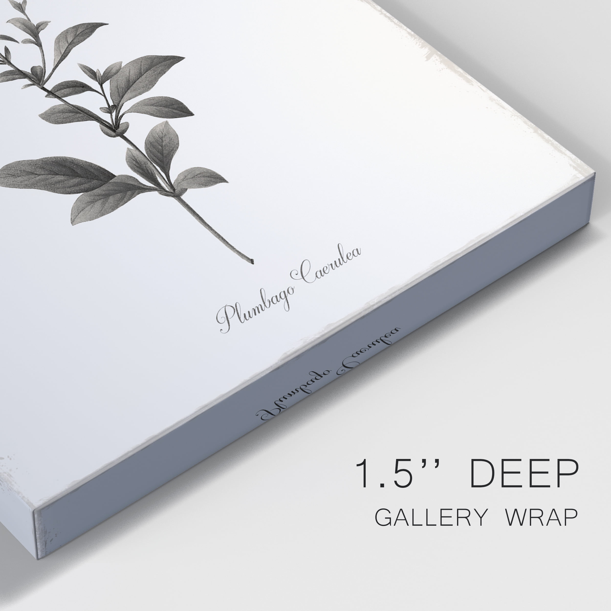 Sketchbook Leadwort Premium Gallery Wrapped Canvas - Ready to Hang - 40 x 60