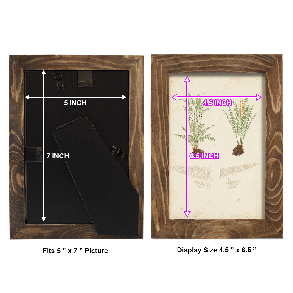 Fern Study III -Framed Print w/glass-Walnut