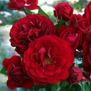 Heirloom Roses - Citiscape Bordeaux Red Rose Plant - Floribunda Rose Flowers Bush