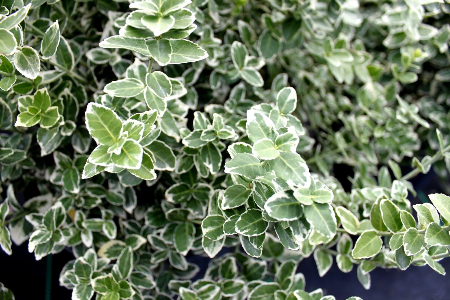 1 Gallon (3.8L) Broadleaf Evergreen Mix 6 Pack