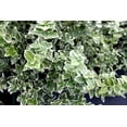 thumbnail image 3 of 2 Gallon Euonymus Emerald Gaiety Shrub, 3 of 5