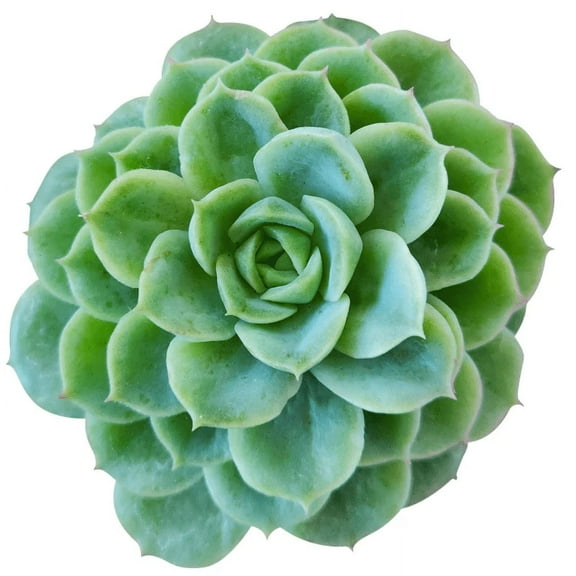 Echeveria Lime and Chili (2"  Plastic Pot) - Tiny, Lovely, Easy to Care Rosette Succulents - Live Succulents for Indoor Places