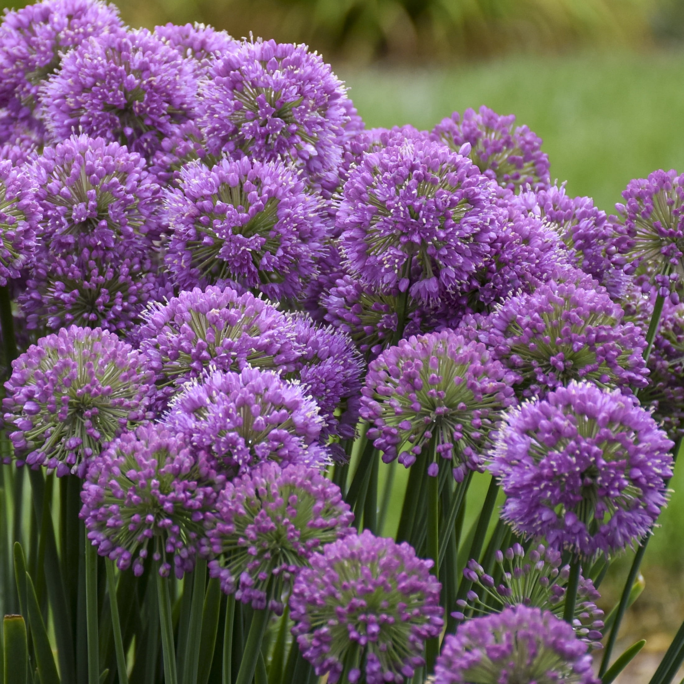 Proven Winners 6" Purple 'Serendipity' Ornamental Onion Live Plant in 6.5" Pot