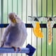 thumbnail image 5 of Comedero para pájaros de 4 piezas para loros, comedero para pájaros de acero inoxidable, soporte para frutas, soporte para verduras, clip para comida, soporte para comida para pájaros, accesorio para jaula de pájaros ER, 5 of 5