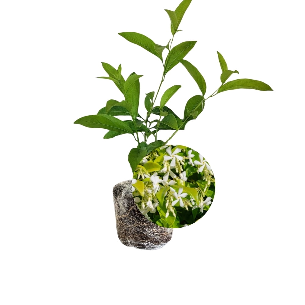 Green Confederate Star Jasmine Live Plant 4 to 8 Inch Tall, Jasmine Climbing Plant for Outdoor Gardening