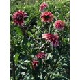 thumbnail image 4 of 40+ Seeds| Santa Claus Dahlia Perennial Seeds | Seeds, Herbal Seeds, Flower Seeds, GMO Free, Authentic Seed #D071, 4 of 5