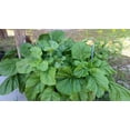 thumbnail image 2 of TomorrowSeeds - Florida Broadleaf Mustard Green Seeds - 9,000+ Count - For 2026 Planting Non-GMO, 2 of 10
