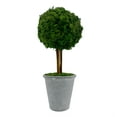 thumbnail image 3 of Bergamo Art Preserved 16 Inch Reindeer Moss Ball Potted Topiary Tree Pair Green, 3 of 4