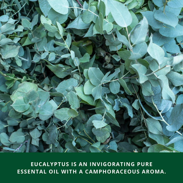 GuruNanda 100% Pure Eucalyptus Essential Oil For Aromatherapy - .5