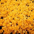 thumbnail image 3 of Yellow Mammoth Crocus Flower Bulbs - 10 Bulbs per Pack - Naturalizing - Perennializing - Easy to Grow Live Plants - Outdoor Garden, 3 of 8