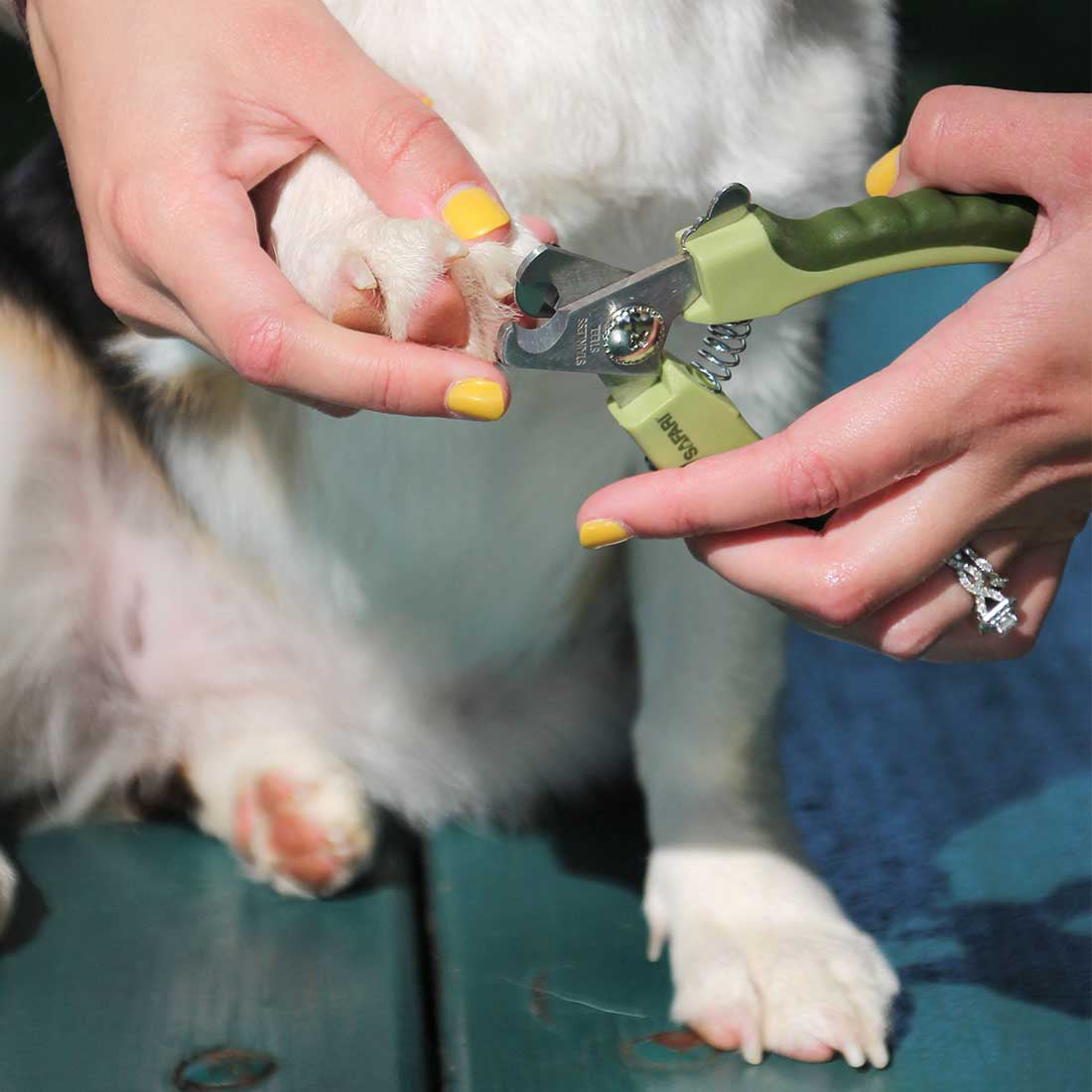 safari professional nail trimmer for dogs