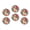 C0673, variant on Glass Refrigerator Magnet 6Pcs Magnetic Fridge Sticker,Decor for Kitchen,Whiteboard,Cabinet,Adult Jack Russell Terrier