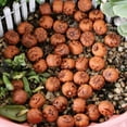 thumbnail image 6 of 20Piece Miniature Pumpkins Set for Indoor and Outdoor Festival Decorations,Resin Craft for Holiday Scene Enthusiasts, 6 of 20