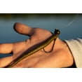 thumbnail image 2 of Berkley PowerBait® MaxScent Hit Worm Fishing Soft Bait, 2 of 3
