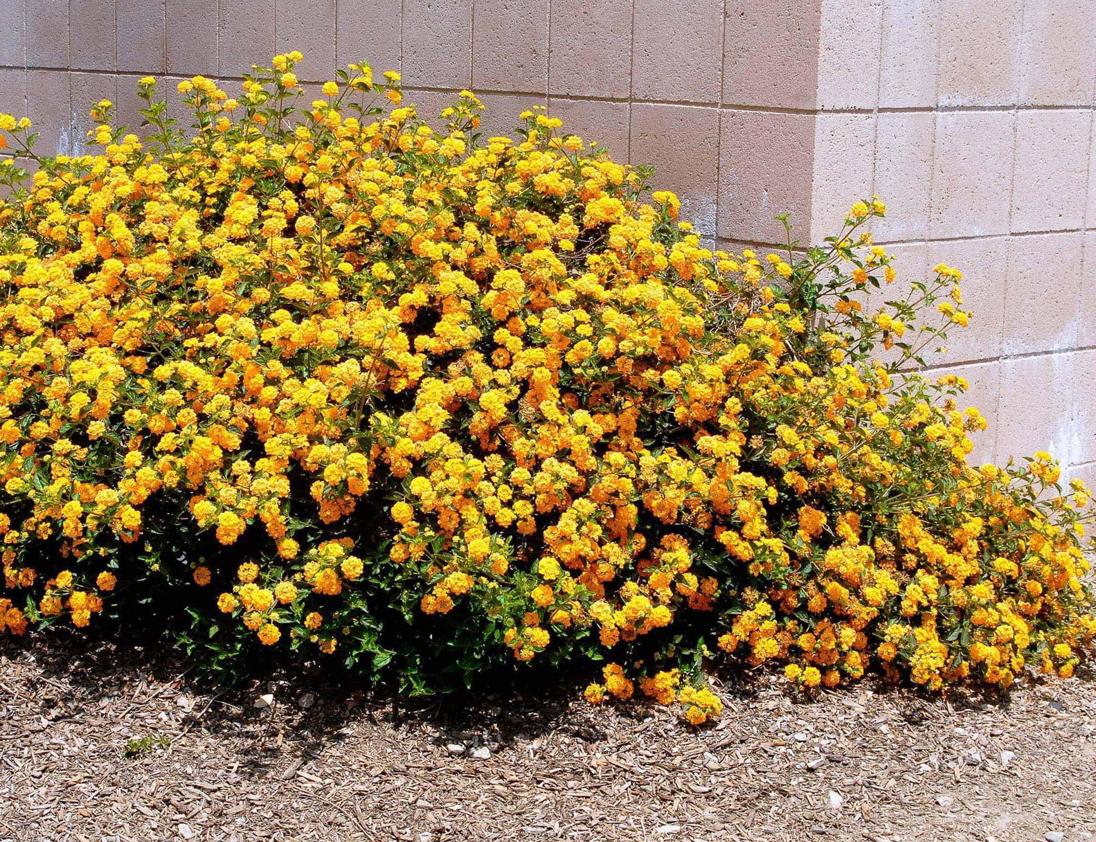 Lantana New Gold I 3 Live Plants I Verbenaceae Camara I Live Vibrant Golden Yellow Flowers, Heat and Drought Tolerant, Ideal for Hanging Baskets and Borders