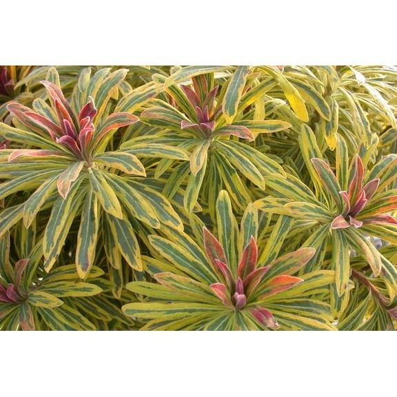 Euphorbia x martinii 'Ascot Rainbow'–Vibrant foliage for gardens 1 Gallon
