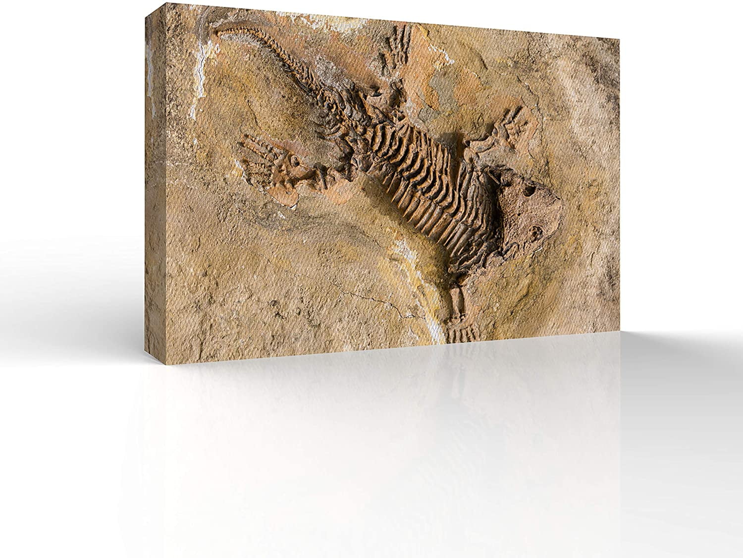 Wall26 Canvas Wall Art Vintage Animal Fossil Living Room Poster Modern Home Art Stretched