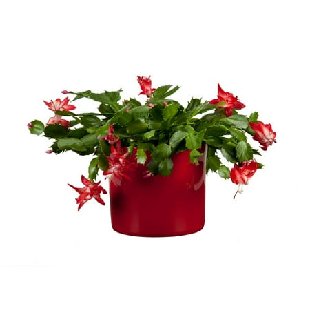 Exotic Angel Plants 6" Christmas Cactus