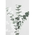 thumbnail image 2 of Artographie Studio 13x18 White Modern Wood Framed Museum Art Print Titled - Eucalyptus Creative 07, 2 of 4