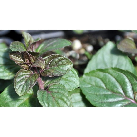 Black Robert Mitchum Peppermint - Heirloom - 3" Pot - Live Plant