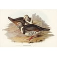 thumbnail image 2 of Gould, John 14x11 White Modern Wood Framed Museum Art Print Titled - Wonga-wonga Pigeon-Leucosarcia picata, 2 of 4