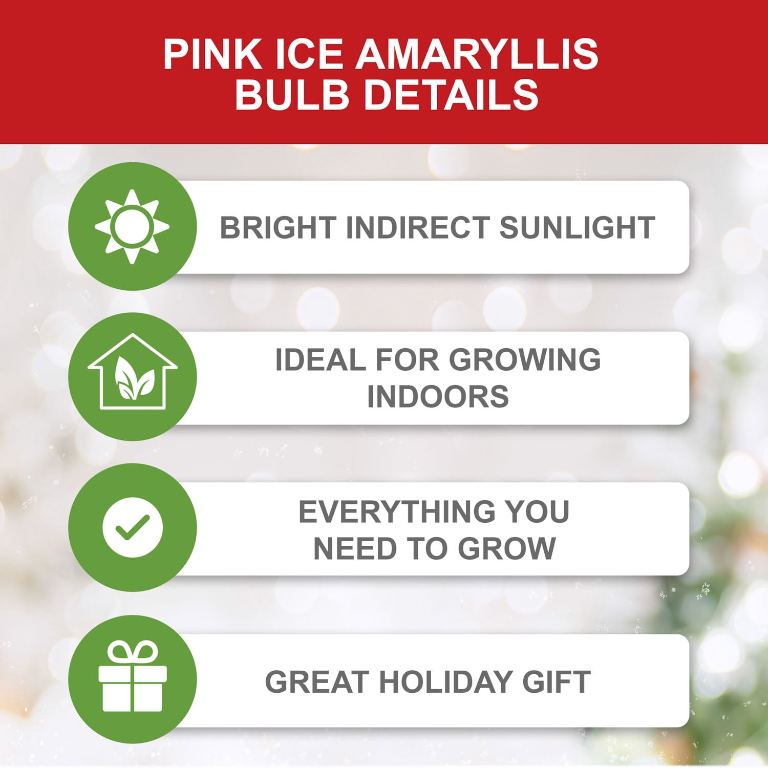 Garden State Bulb Ice Pink Amaryllis Flower Bulb, 26/28cm (Bag of 6)