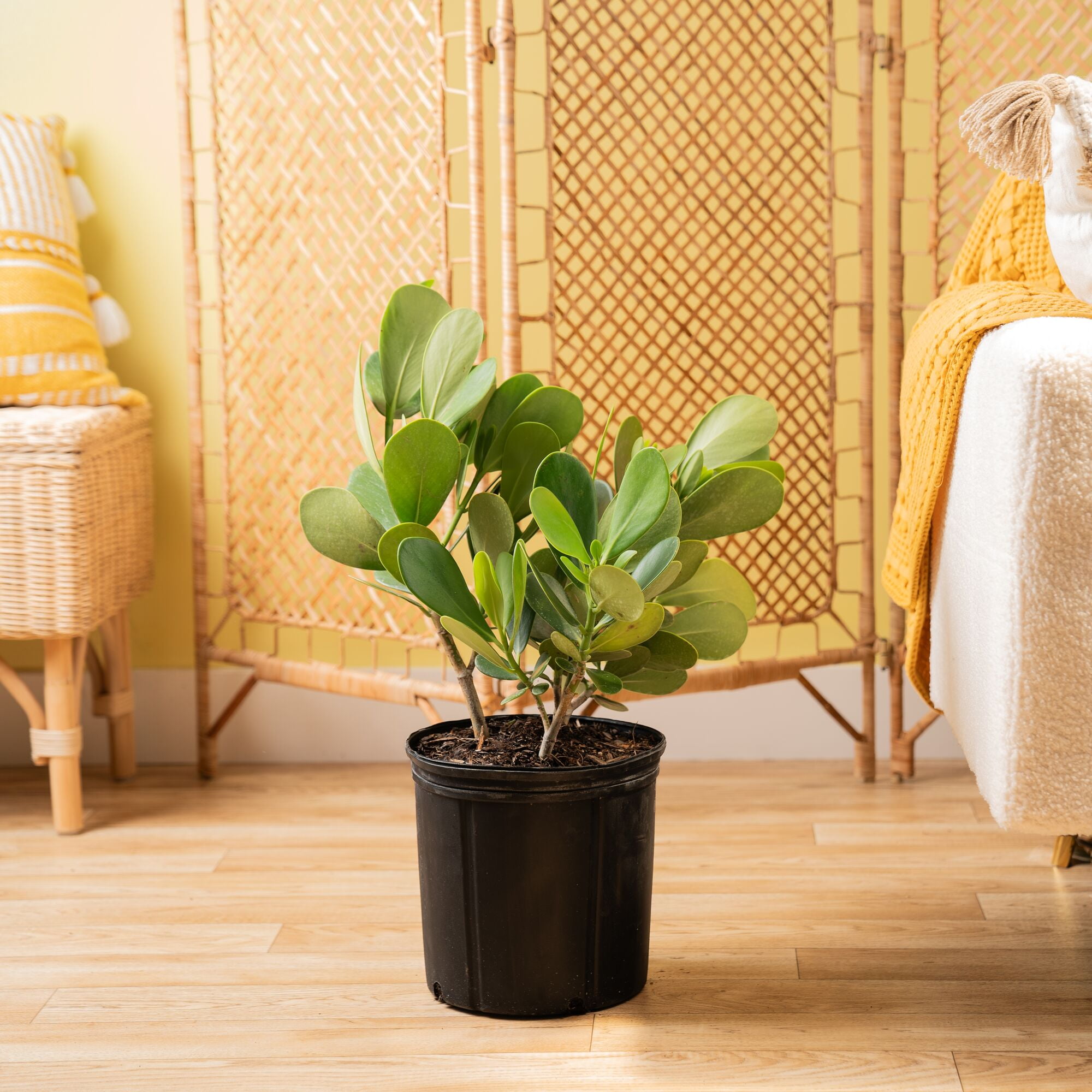 Costa Farms 22" Green Clusia Live House Plants in 10" Grower Pot